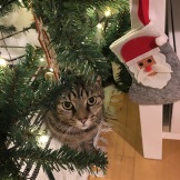 Christmas tree and cat